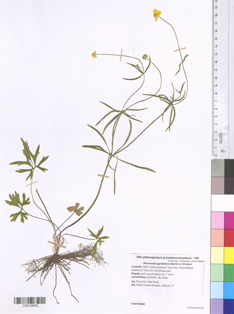 Ranunculus gyratidens photo 3