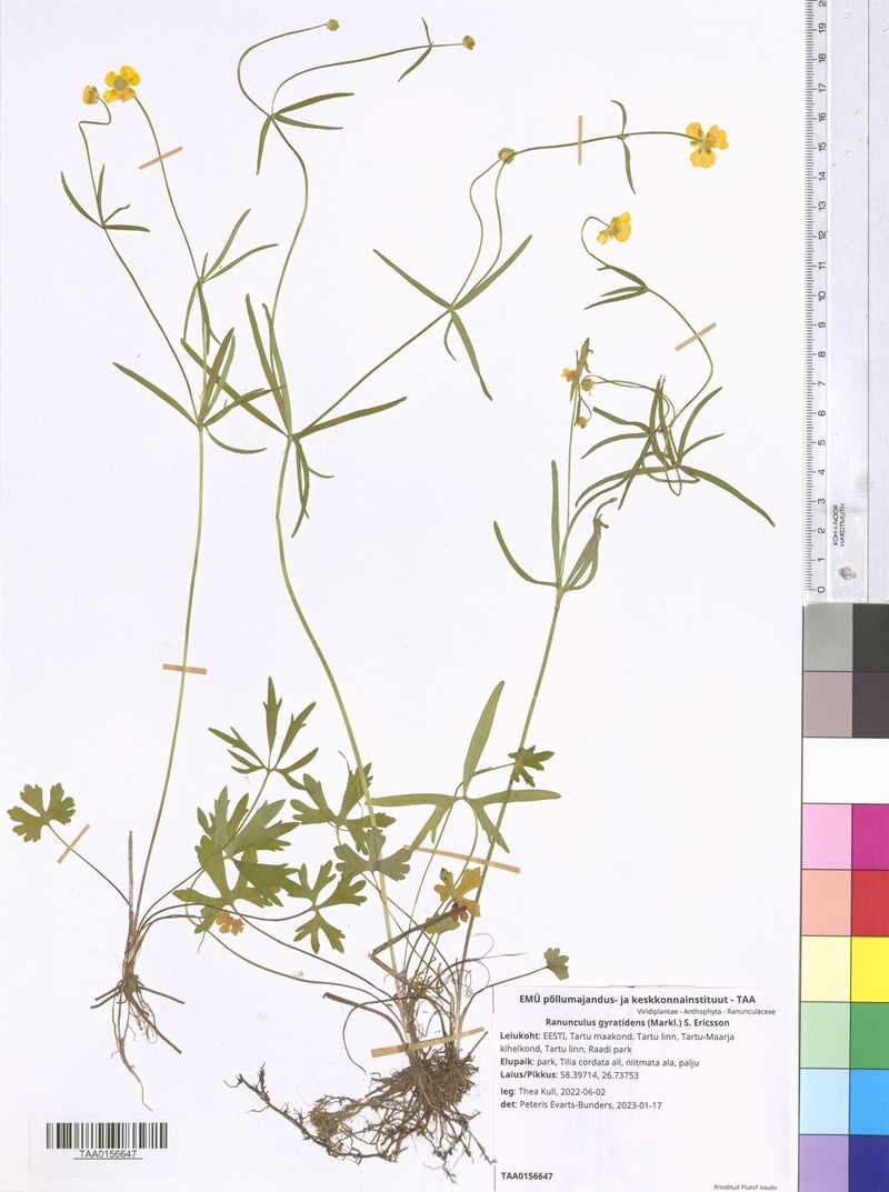 Ranunculus gyratidens photo 4