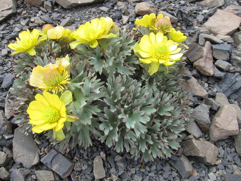 Ranunculus haastii