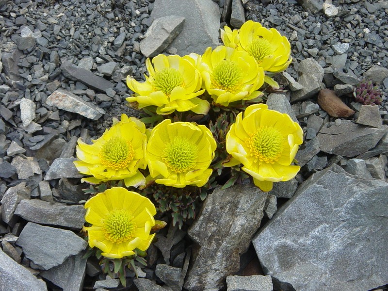 Ranunculus haastii photo 2