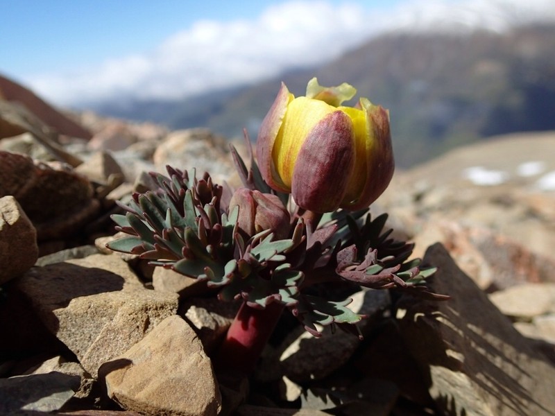 Ranunculus haastii photo 3