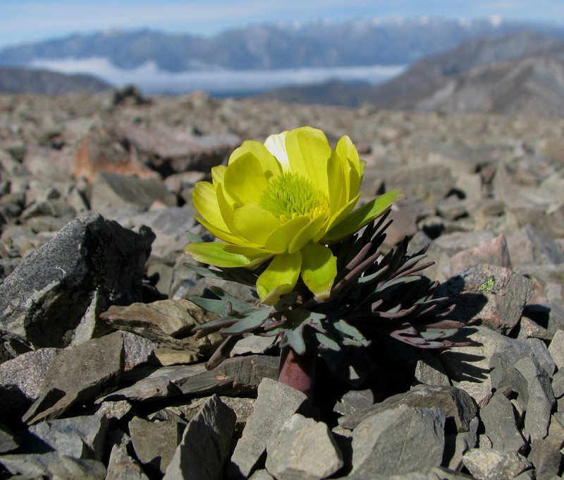 Ranunculus haastii photo 7