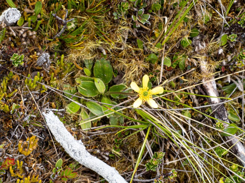 Ranunculus habbemensis