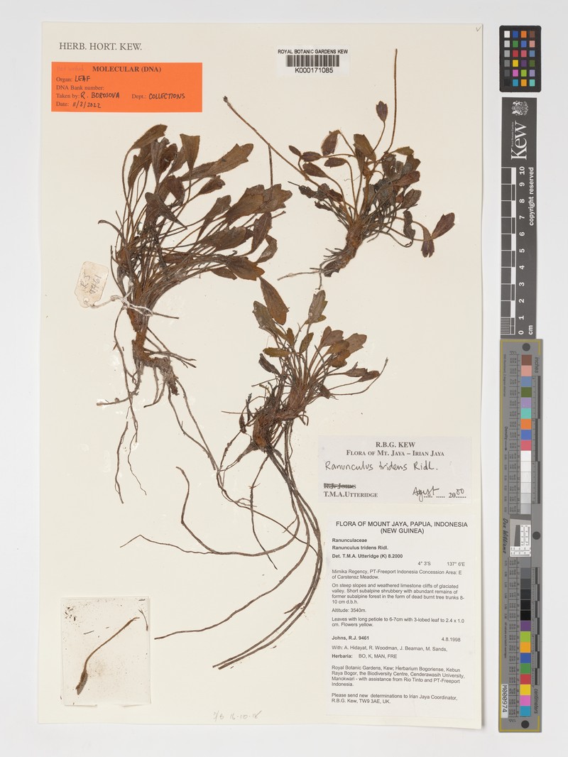 Ranunculus habbemensis photo 3
