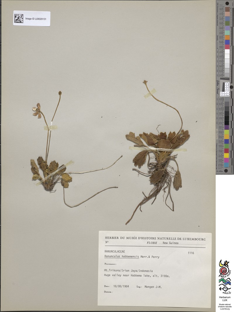 Ranunculus habbemensis photo 4