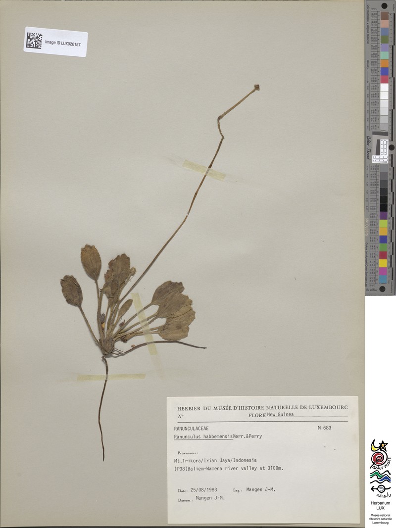 Ranunculus habbemensis photo 5