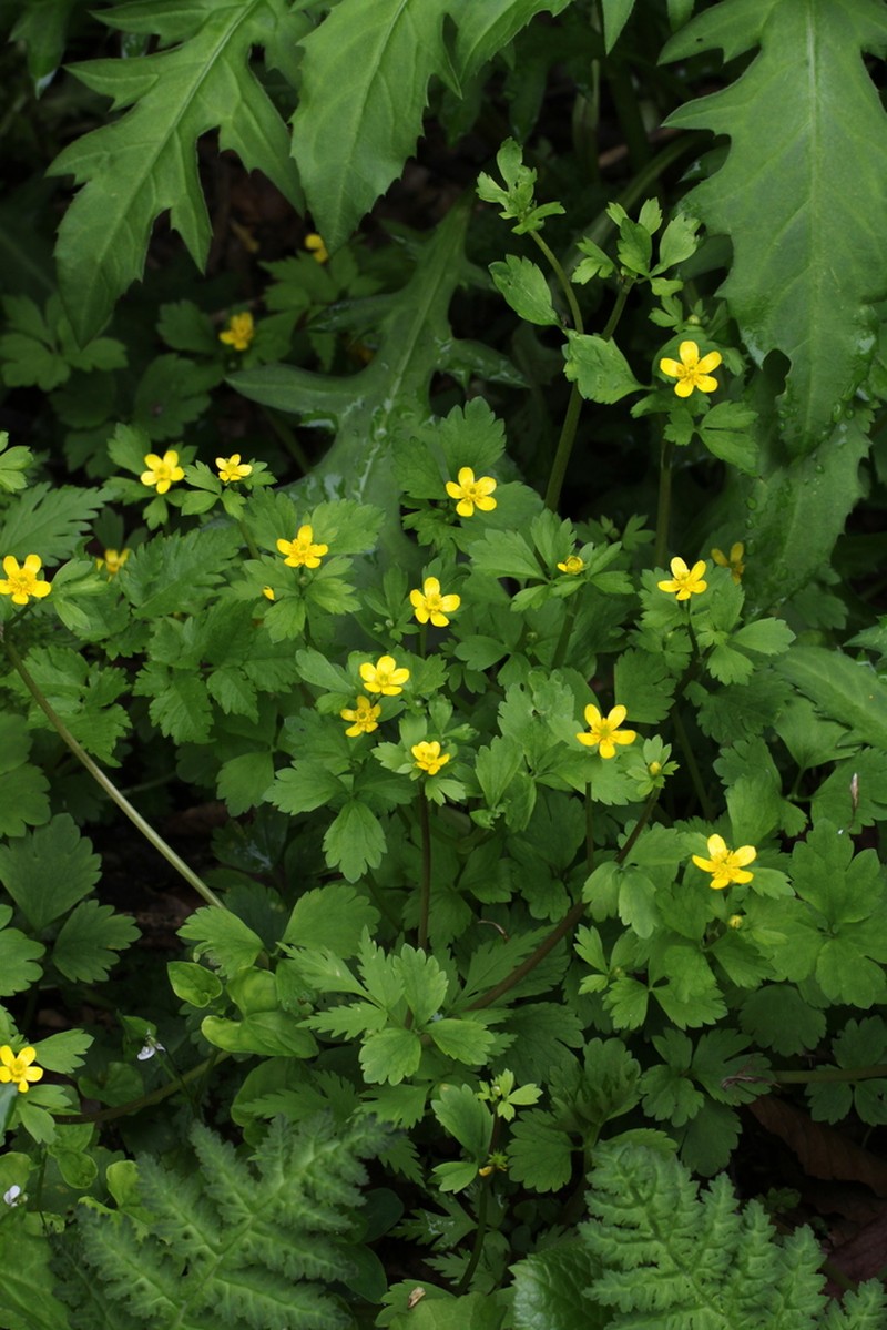 Ranunculus hakkodensis photo 2