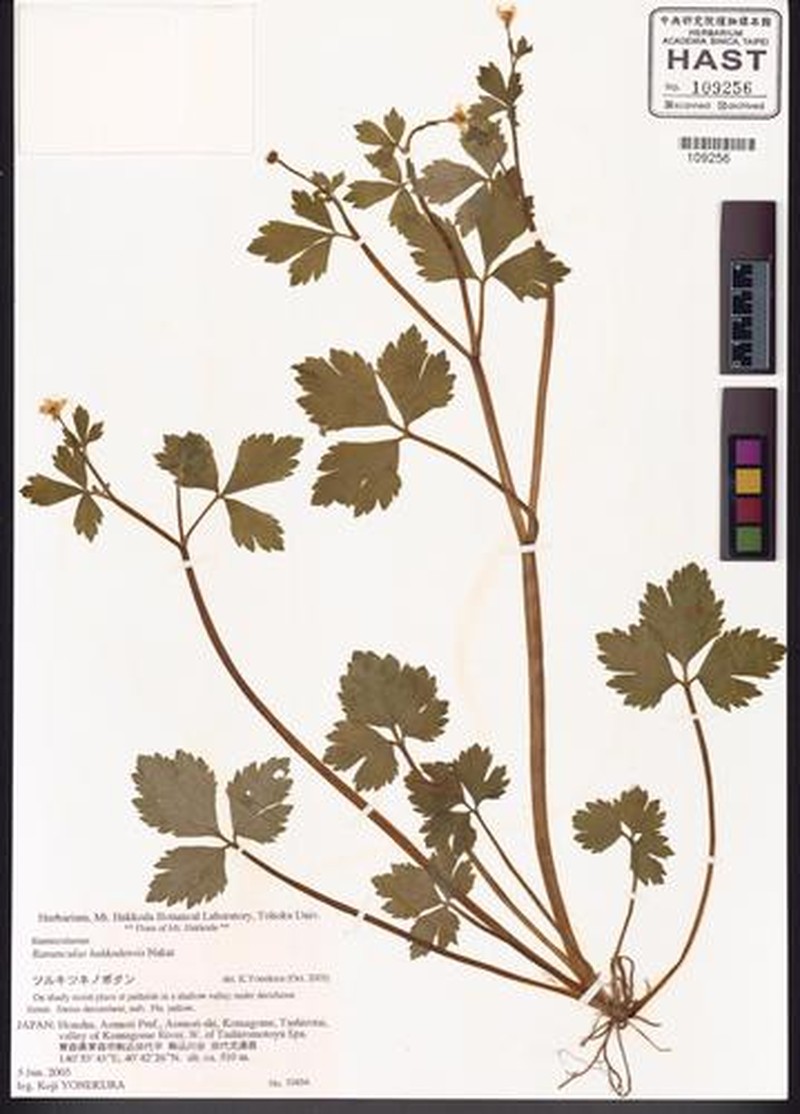 Ranunculus hakkodensis photo 3