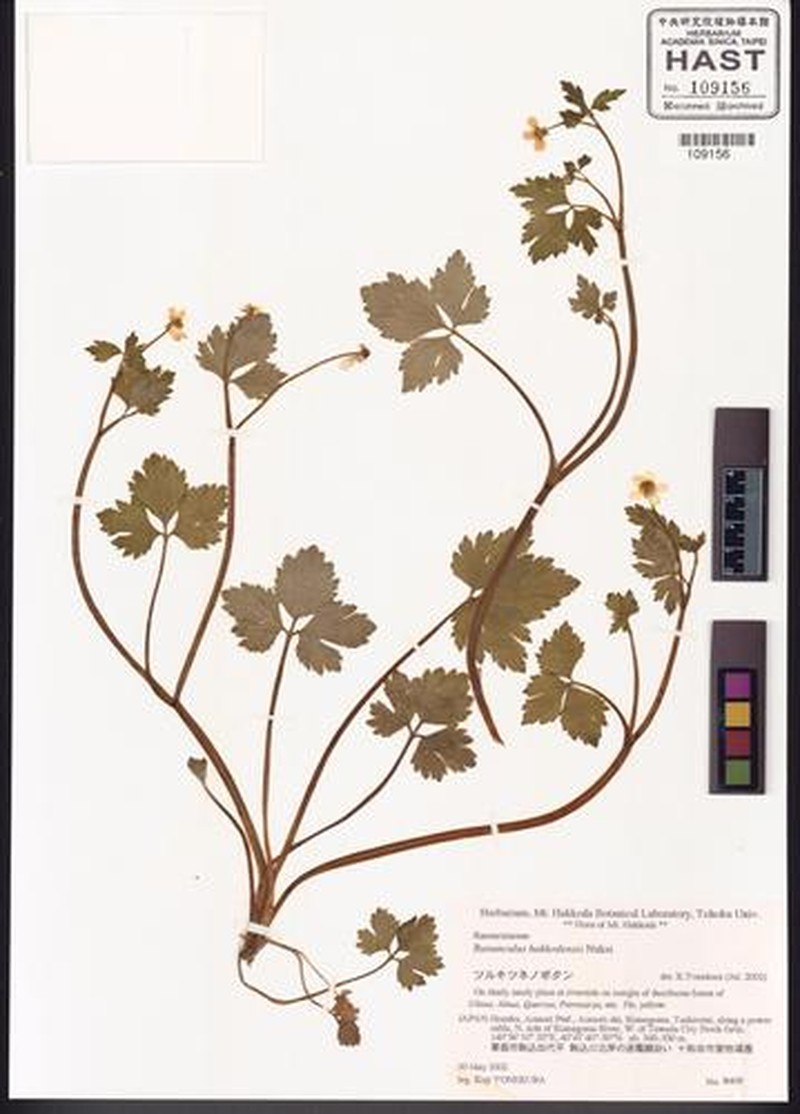 Ranunculus hakkodensis photo 4