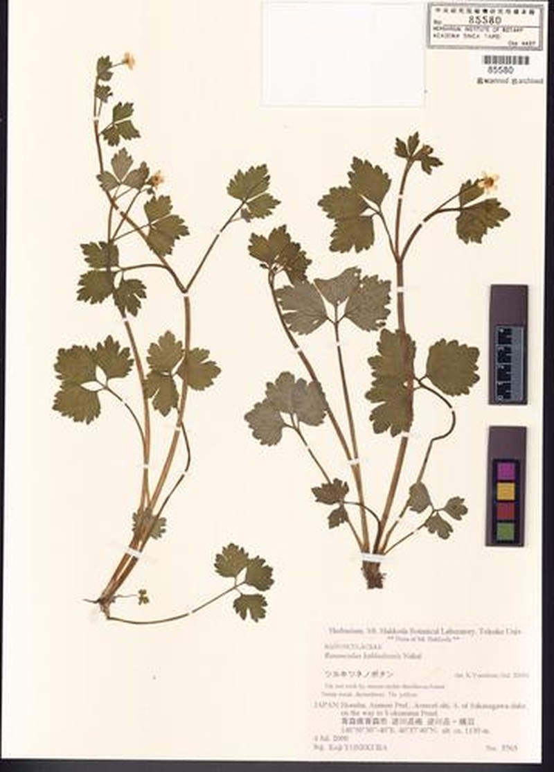 Ranunculus hakkodensis photo 5