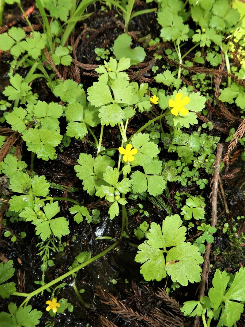 Ranunculus hakkodensis