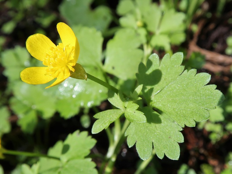 Ranunculus hakkodensis photo 6