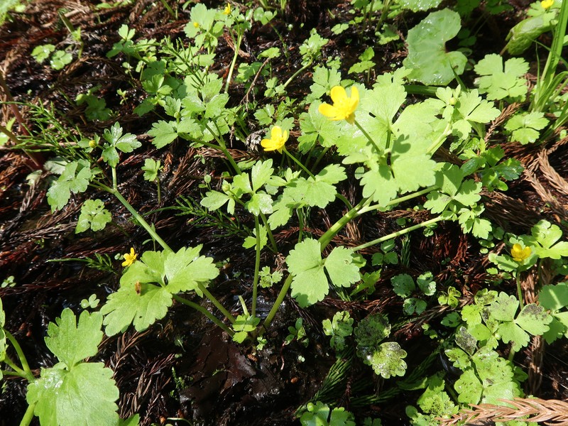 Ranunculus hakkodensis photo 7