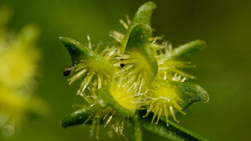 Ranunculus hamatosetosus