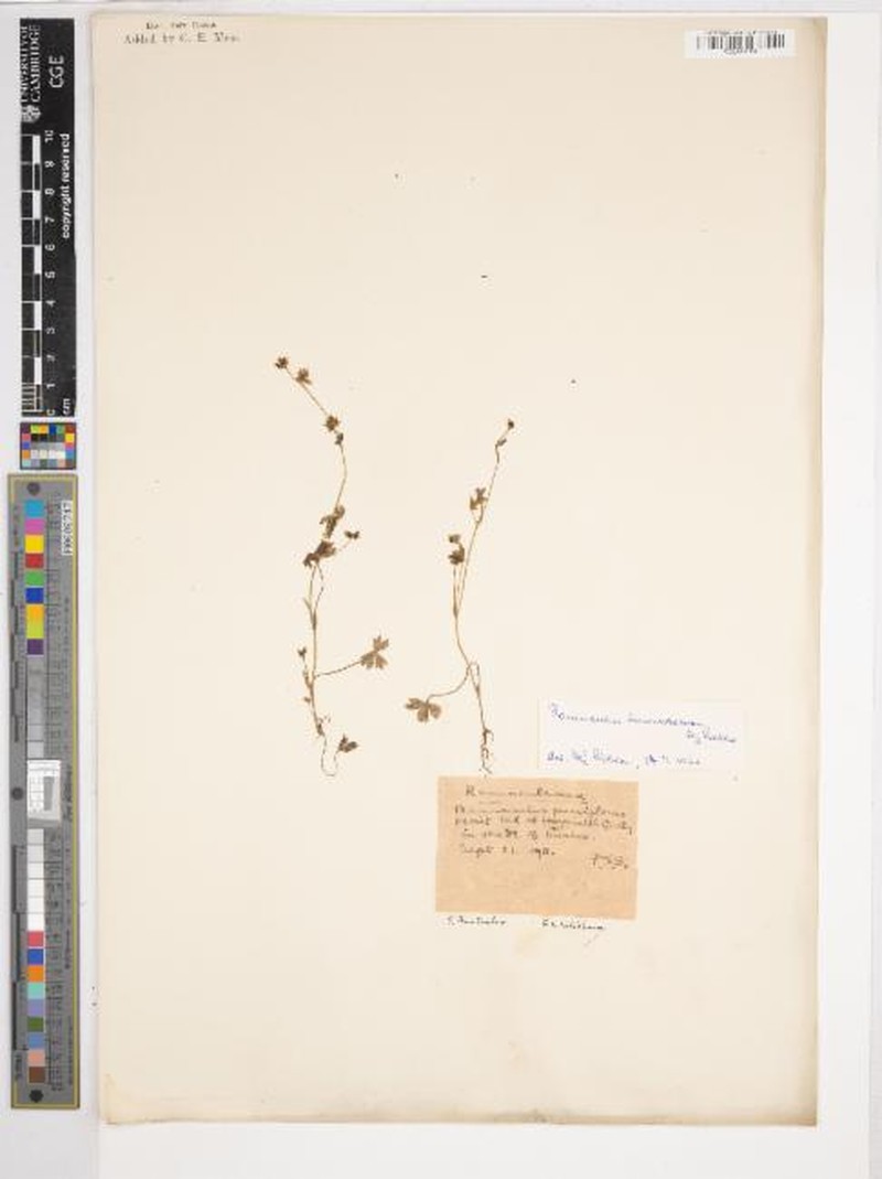 Ranunculus hamatosetosus photo 3