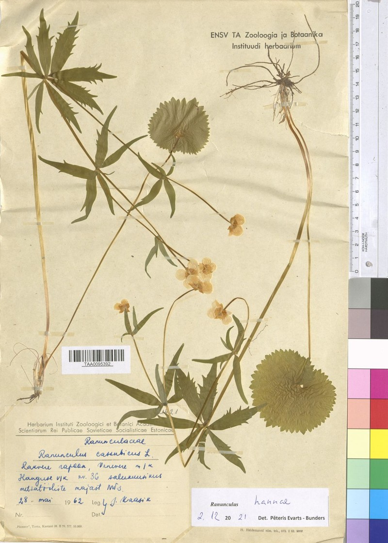 Ranunculus hannae