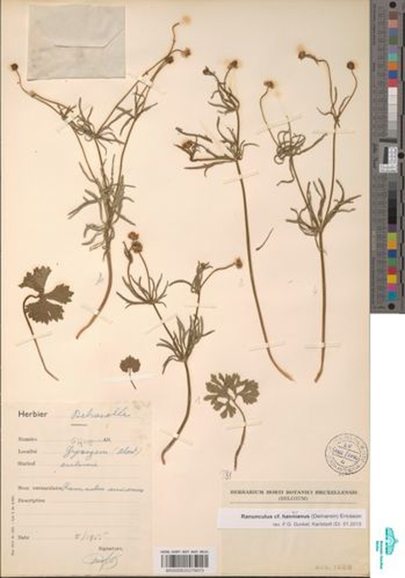 Ranunculus hannonianus
