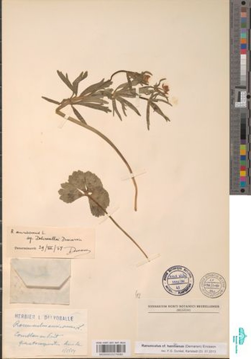Ranunculus hannonianus photo 2