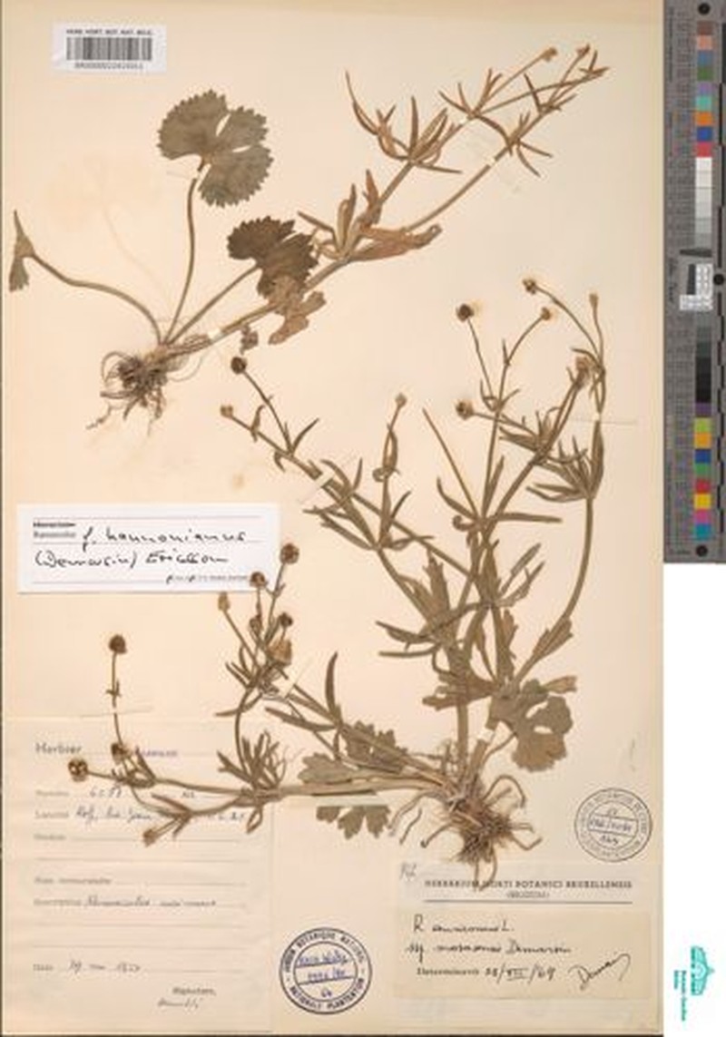 Ranunculus hannonianus photo 3
