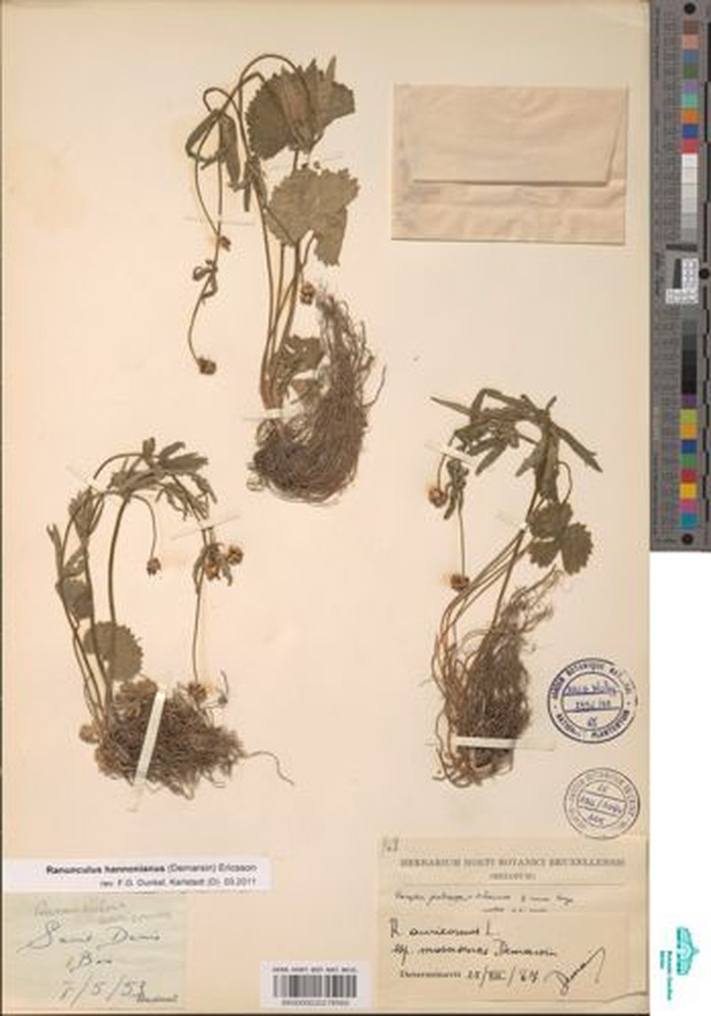 Ranunculus hannonianus photo 4