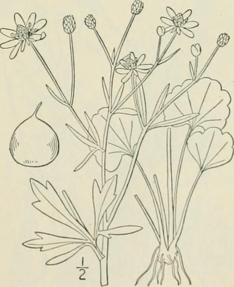 Harvey's Buttercup