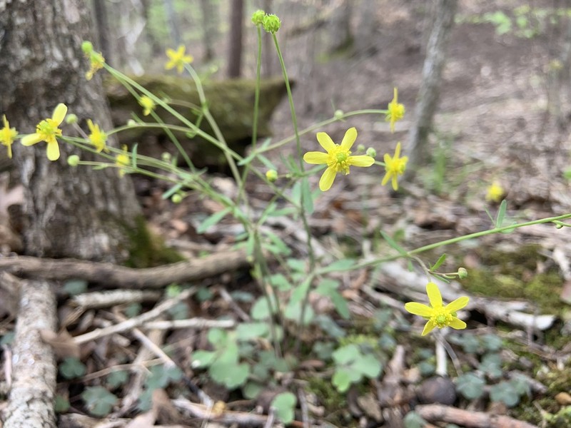 Harvey's Buttercup
