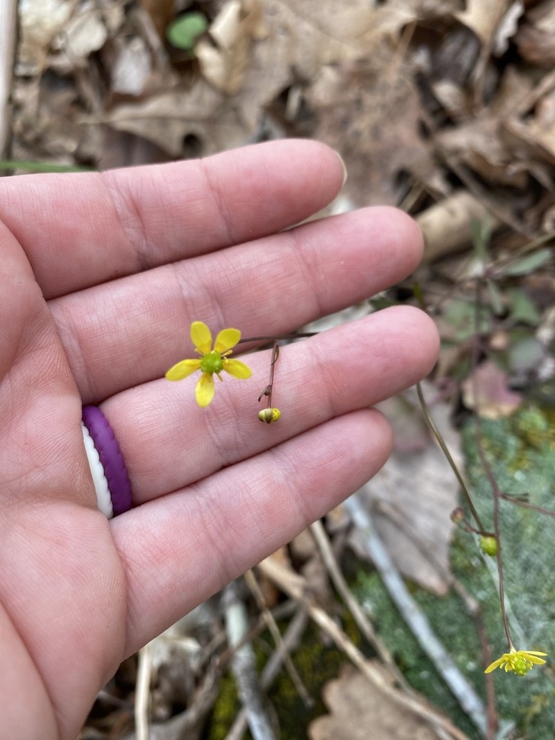 Harvey's Buttercup photo 2