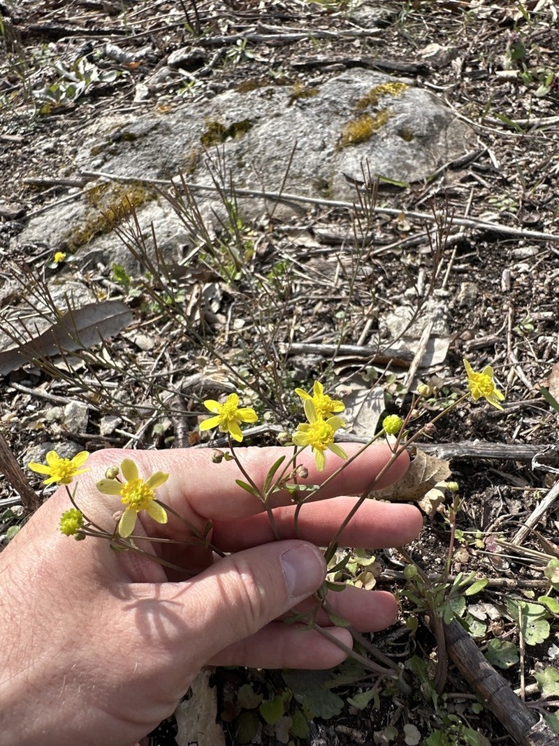 Harvey's Buttercup photo 3