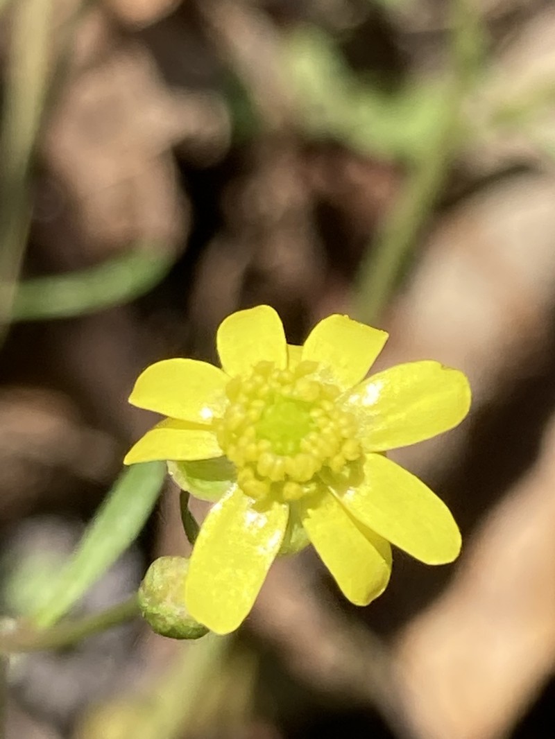 Harvey's Buttercup photo 5