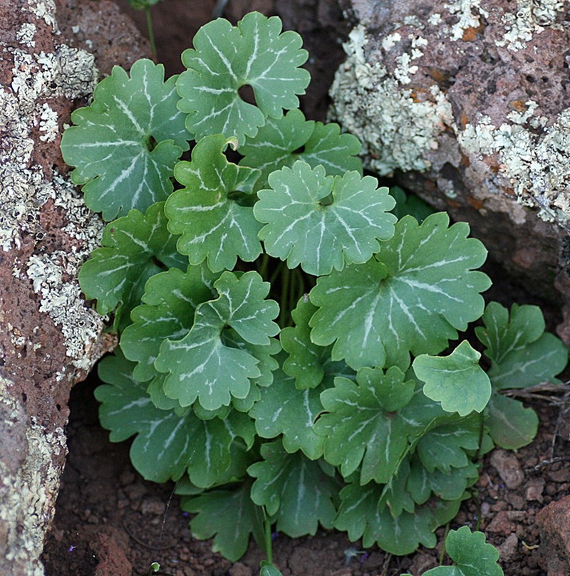 Harvey's Buttercup photo 6