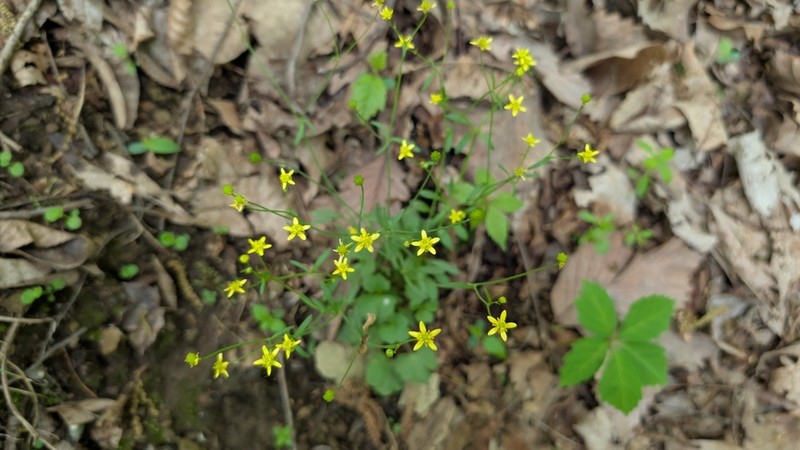 Harvey's Buttercup photo 7