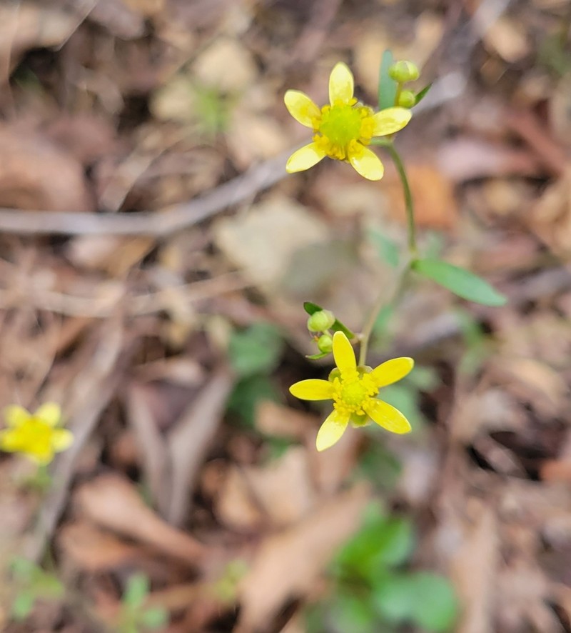 Harvey's Buttercup photo 8