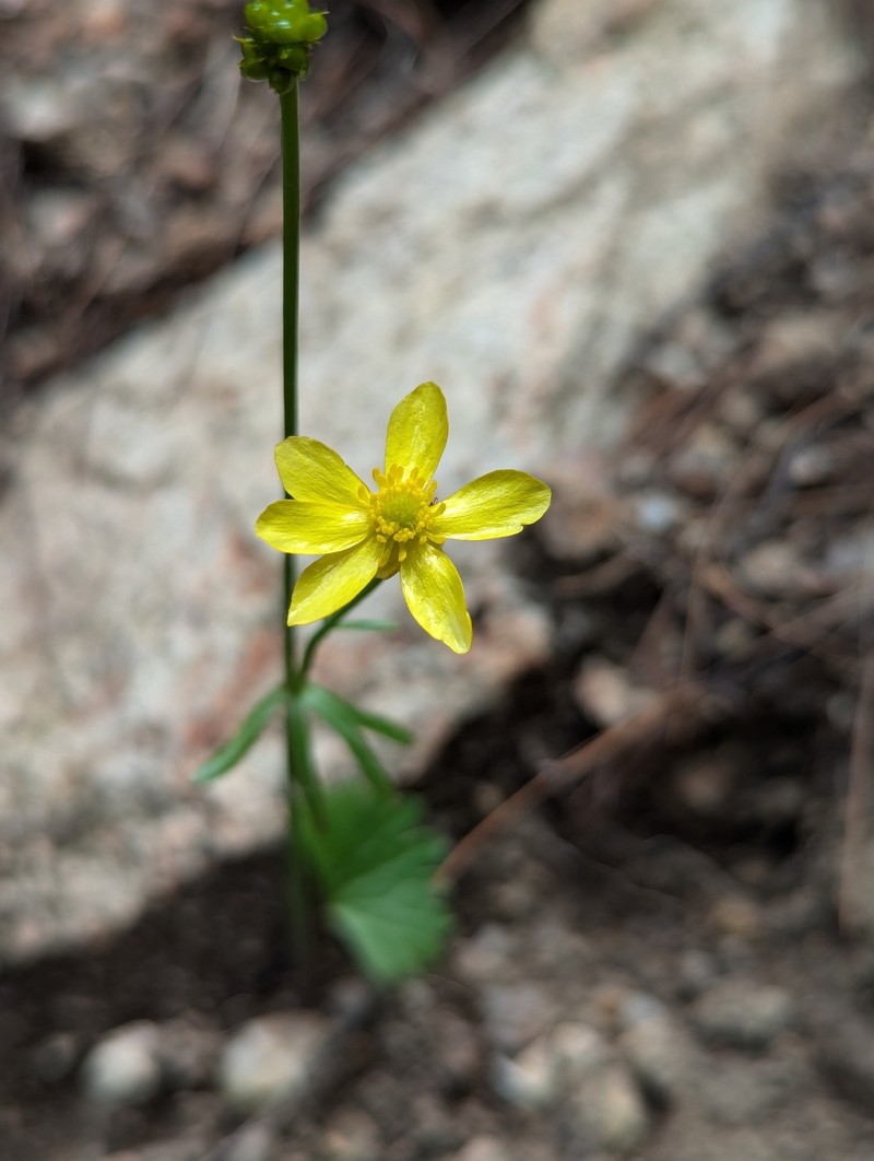 Ranunculus harveyi var. australis