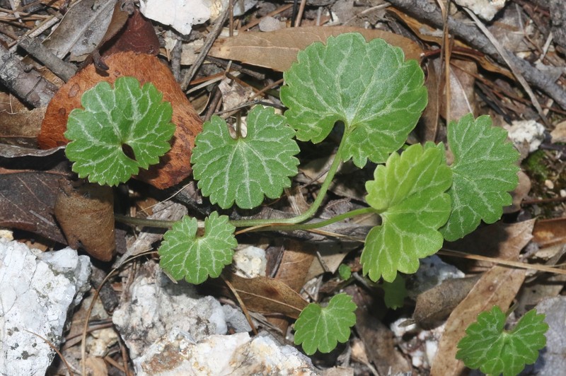 Ranunculus harveyi var. australis photo 2