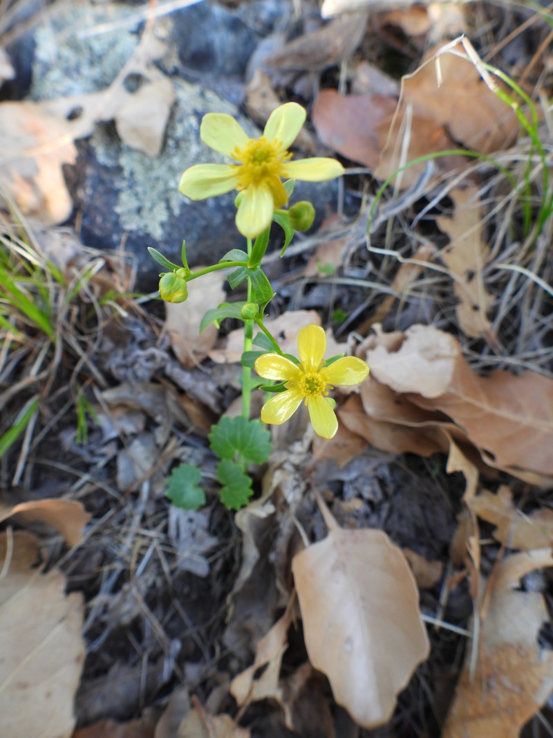 Ranunculus harveyi var. australis photo 3