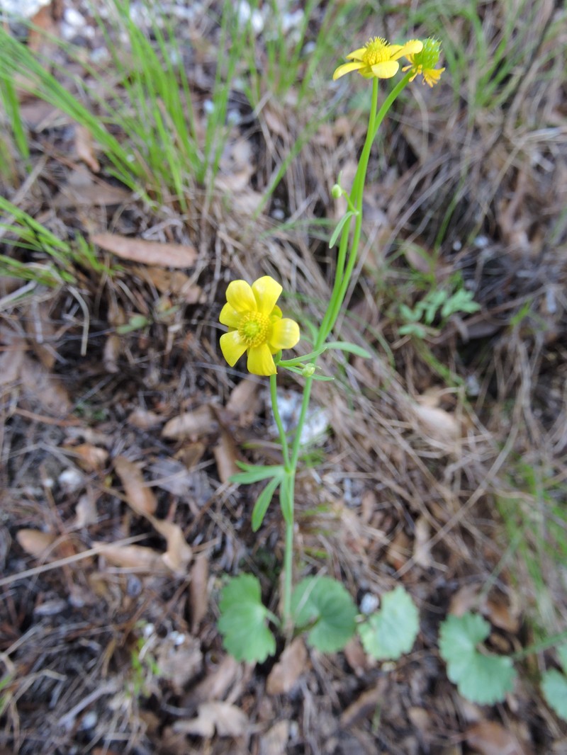 Ranunculus harveyi var. australis photo 4