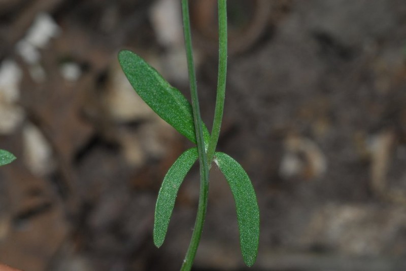 Ranunculus harveyi var. harveyi photo 2