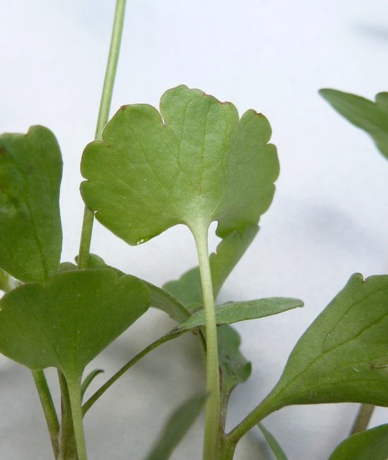 Ranunculus harveyi var. harveyi photo 3