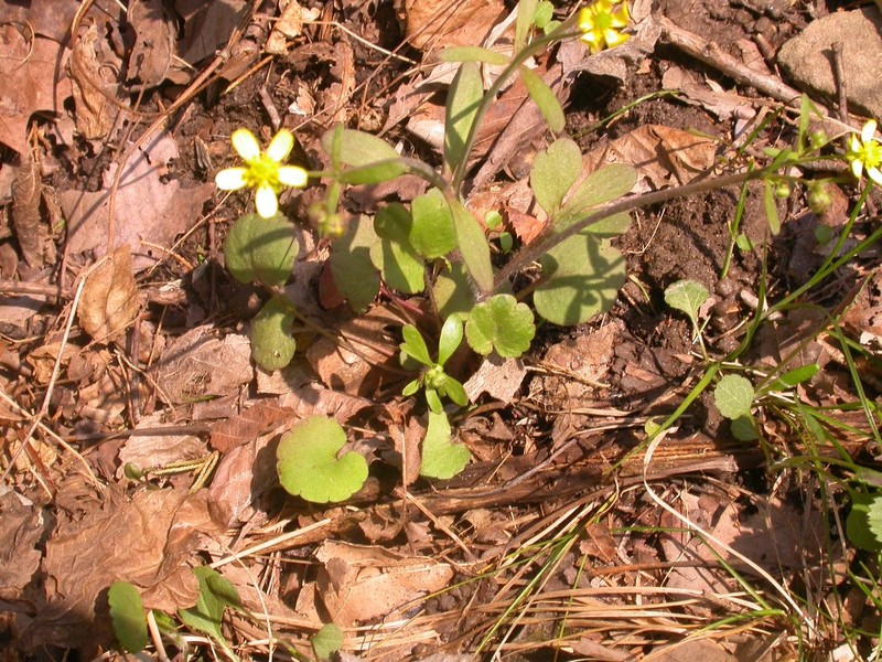 Ranunculus harveyi var. harveyi photo 4