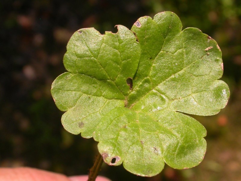 Ranunculus harveyi var. harveyi photo 5