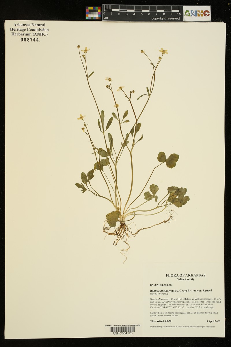 Ranunculus harveyi var. harveyi photo 6