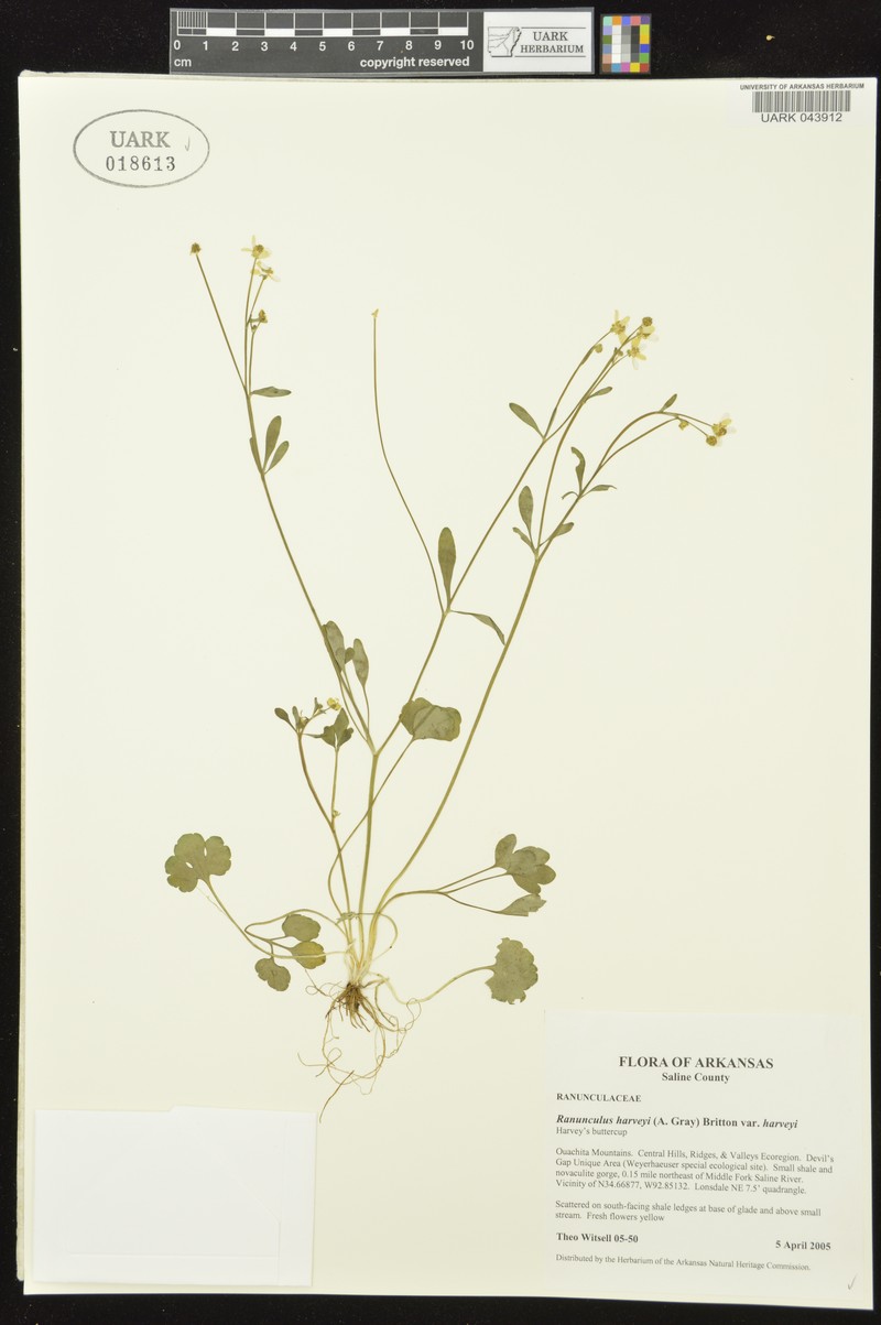 Ranunculus harveyi var. harveyi photo 7