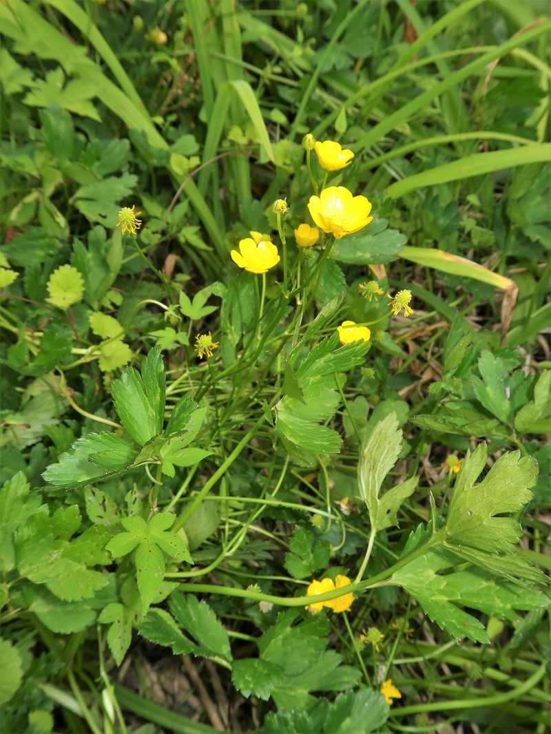 Ranunculus hasunumae