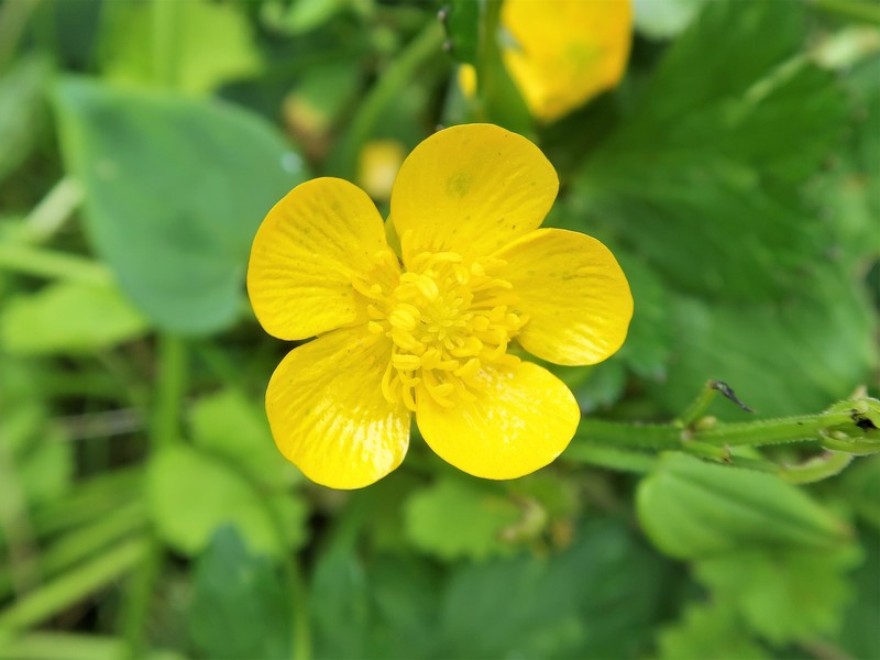 Ranunculus hasunumae photo 2