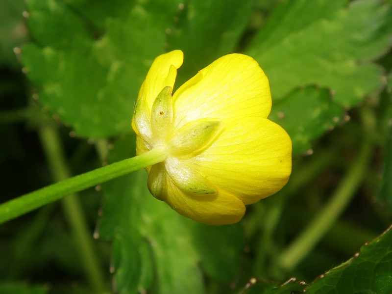 Ranunculus hasunumae photo 3