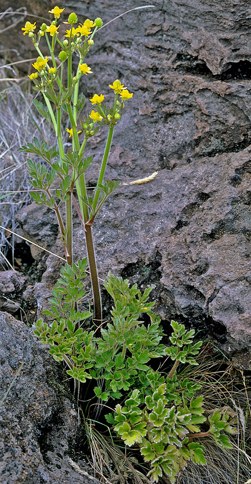 Hawai'Ian Buttercup photo 2