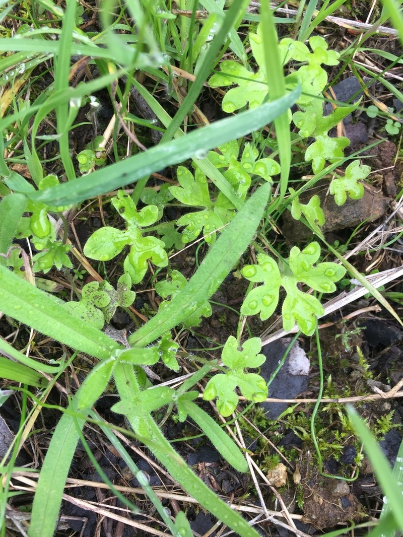 Delicate Buttercup photo 2