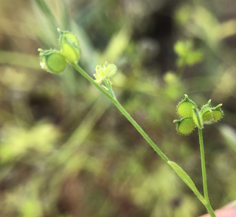 Delicate Buttercup photo 3