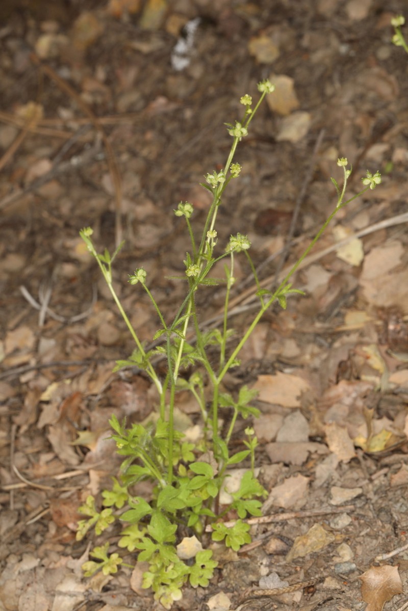 Delicate Buttercup photo 4
