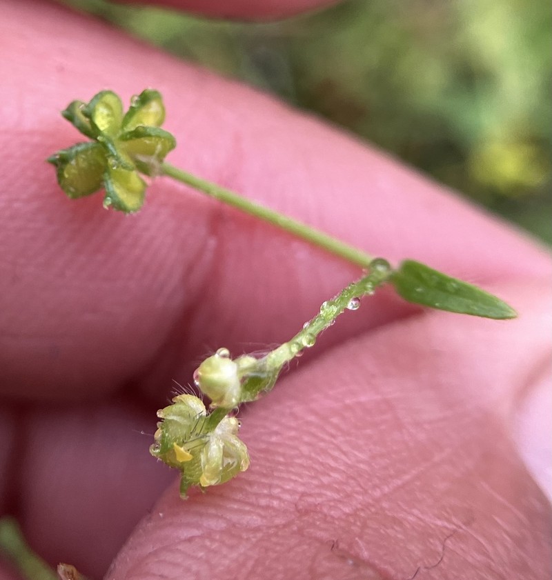 Delicate Buttercup photo 5